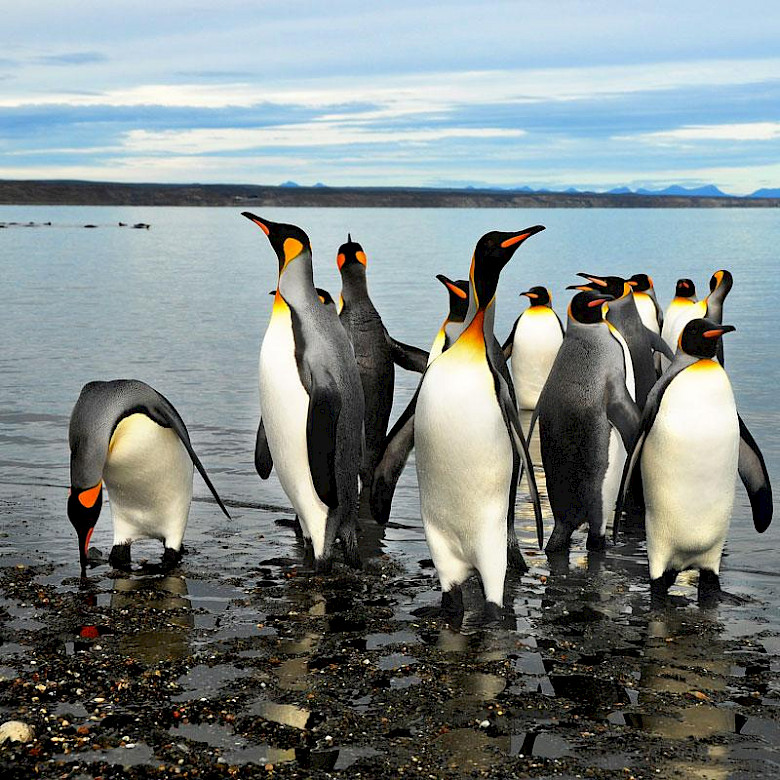 Argentina Holidays - Tierra del Fuego Wildlife